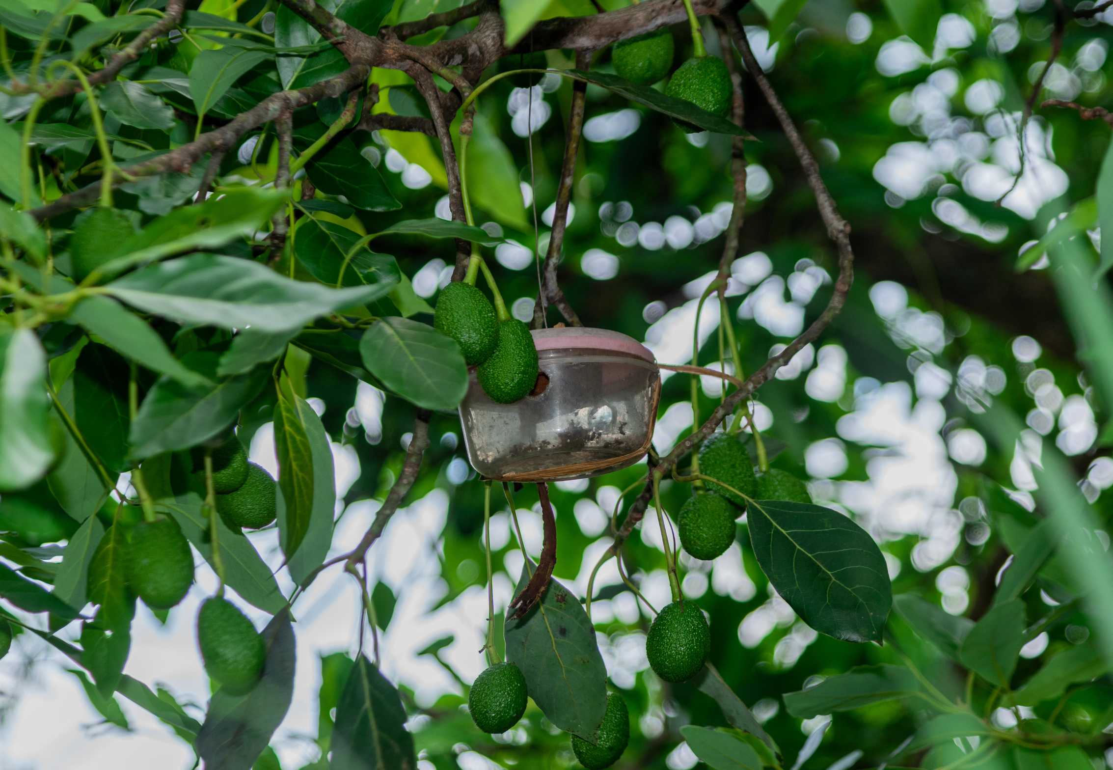 Avocado Sourcing